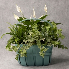 The Summer Teal Peace Lily Basket                                                                                               