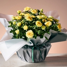 Gift-Wrapped Yellow Rose Planter                                                                                                